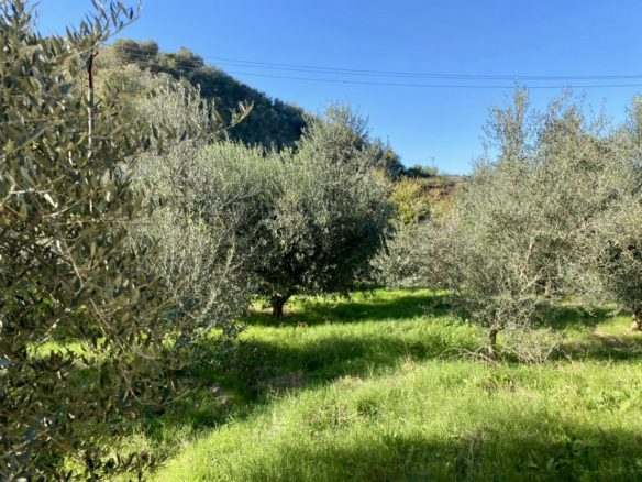 Magazina me siperfaqe 4500 m2 dhe 5500 m2 toke, Lushnje