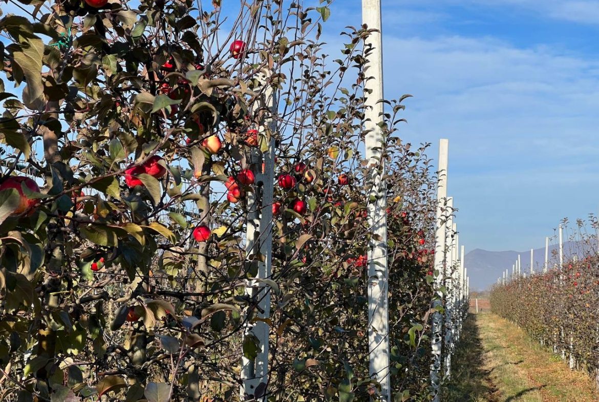Toke 100’000 m2 per shitje, Korce.