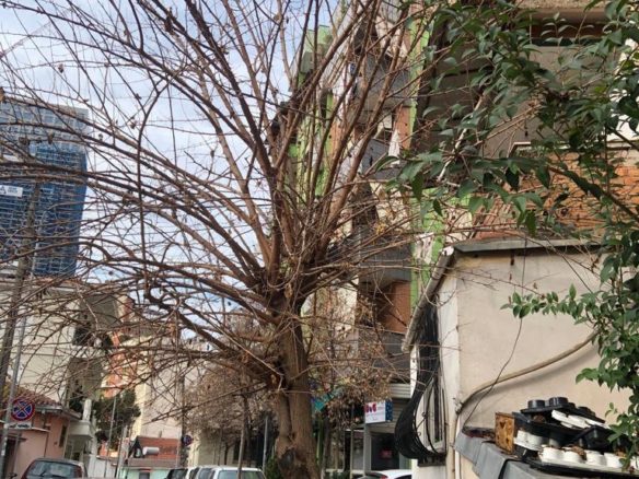 Ambient per zyra me qera, prane Institutit Te Higjenes, Tirane.