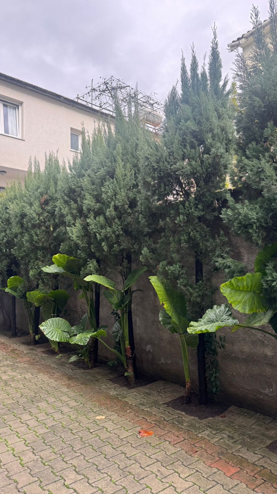 Dy vila per qera, te rruga “Jordan Misja”, Tirane.