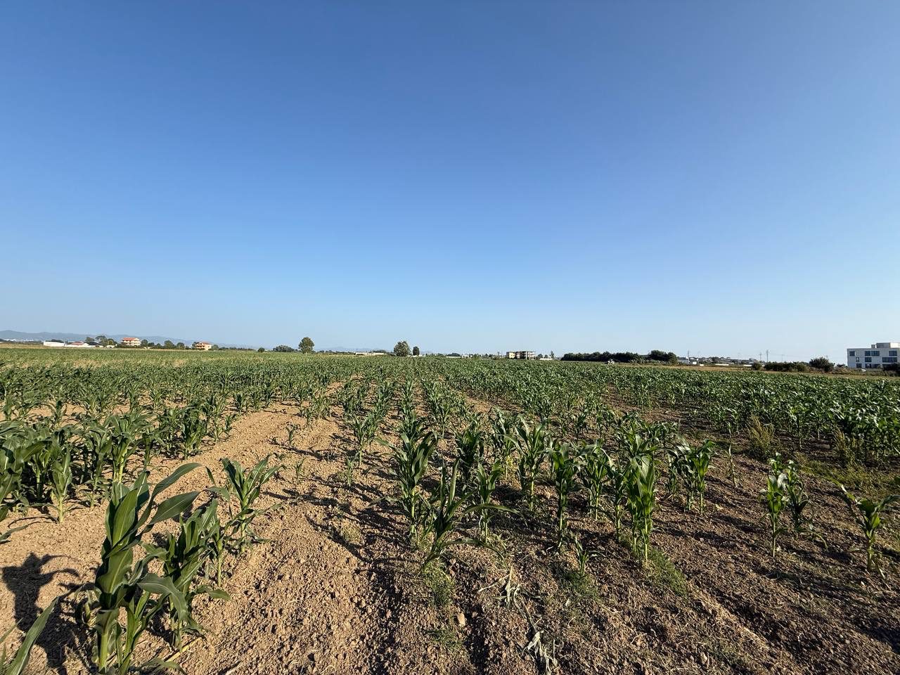 Toke 15600 m2 per shitje, ne Fllake, Durres.